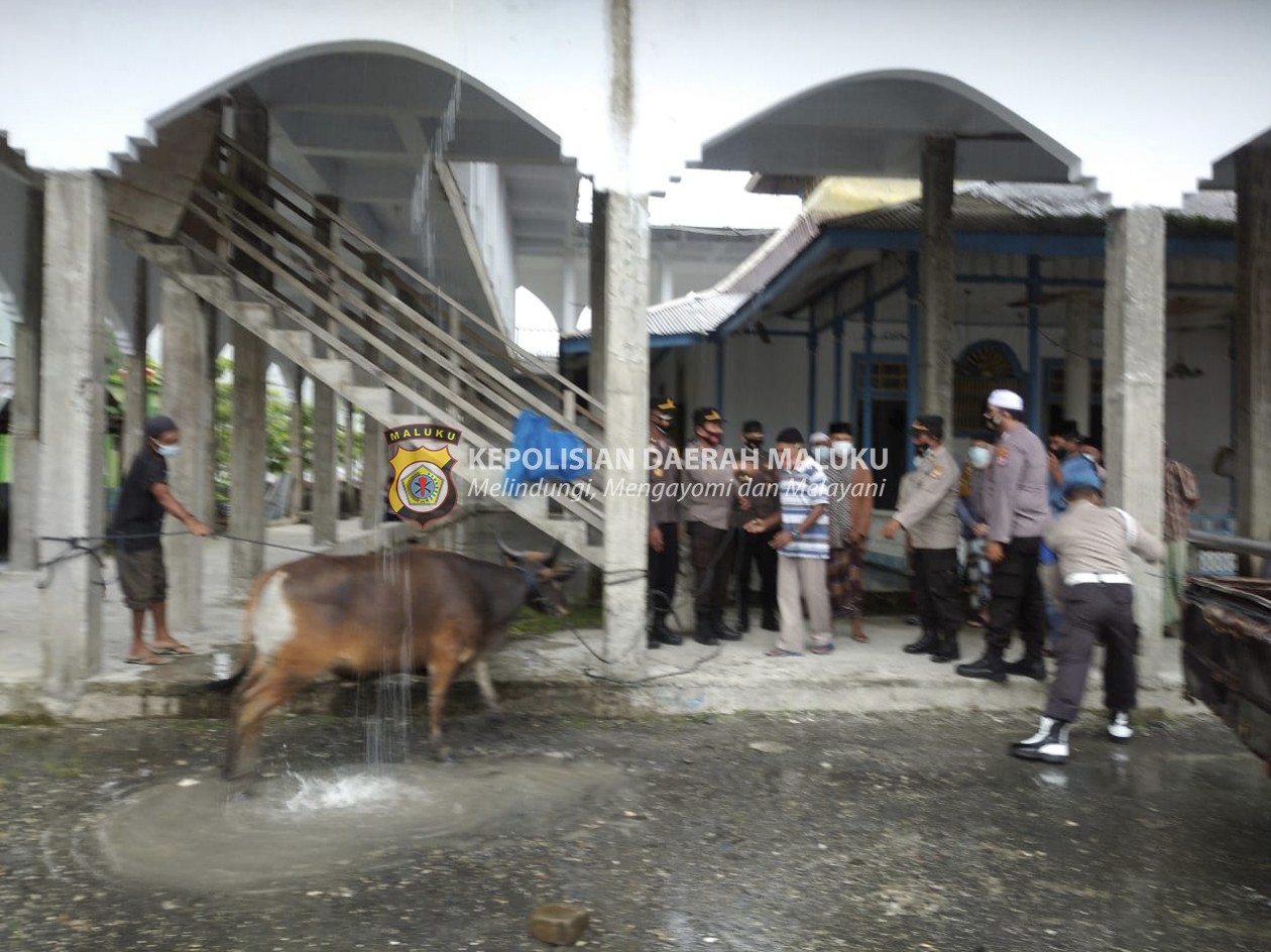 POLRES MALTENG : Polres Malteng Serahkan Bantuan Hewan Kurban di Tehoru