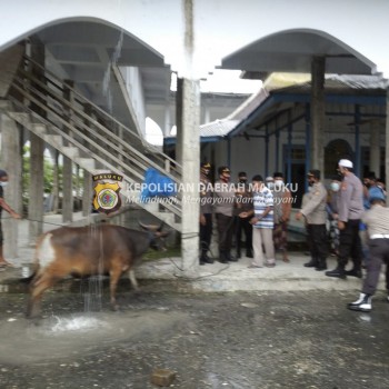 POLRES MALTENG : Polres Malteng Serahkan Bantuan Hewan Kurban di Tehoru