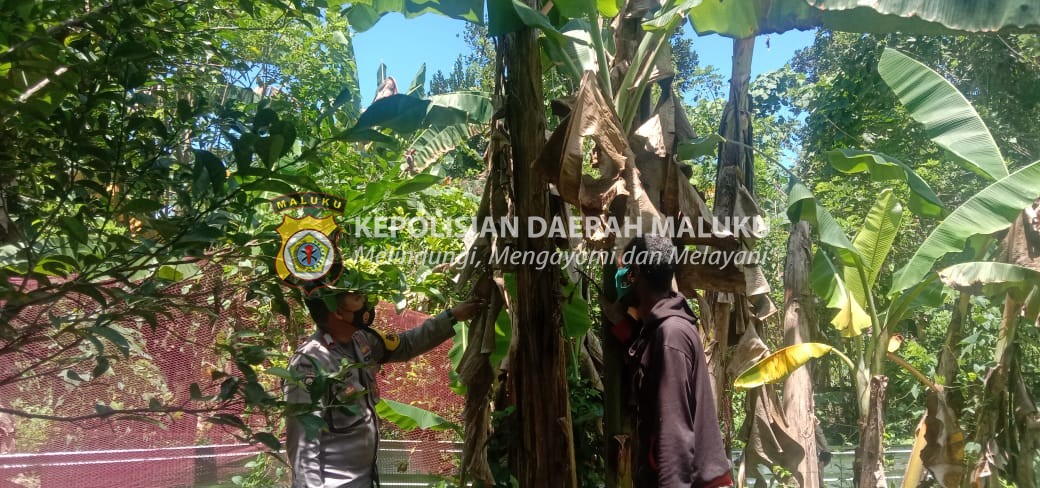 Polsek Teluk Ambon kegiatan pada Kampung Tangguh Nusantara Sagu