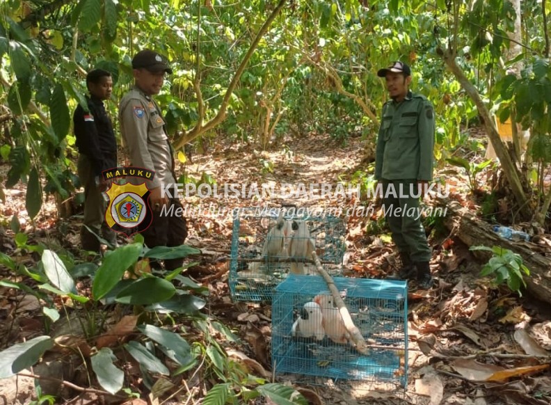 Bhabinkamtibmas Desa Waesala Ikut serta dalam Pelepasliaran Satwa di Gunung Sahuwai