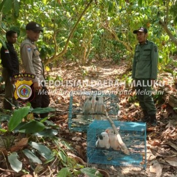 Bhabinkamtibmas Desa Waesala Ikut serta dalam Pelepasliaran Satwa di Gunung Sahuwai