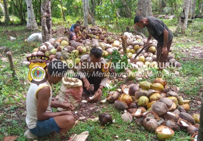 Bhabinkamtibmas Desa Makububui Bersama Warga Menyisihkan Buah Kelapa untuk Pembuatan Kopra