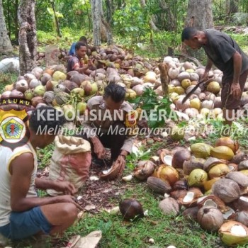 Bhabinkamtibmas Desa Makububui Bersama Warga Menyisihkan Buah Kelapa untuk Pembuatan Kopra