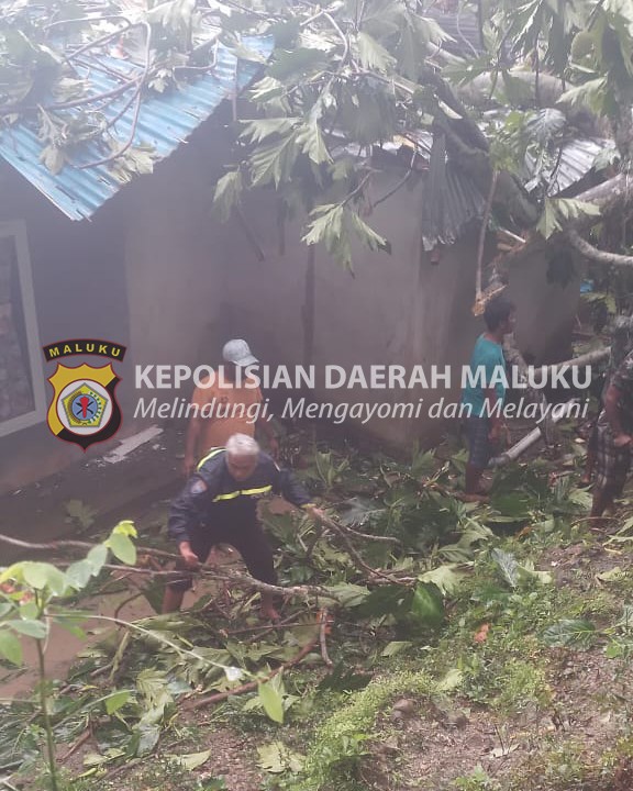 Pohon Tumbang Timpa Rumah Warga, Bhabinkamtibmas Negeri Latuhalat Bantu Evakuasi