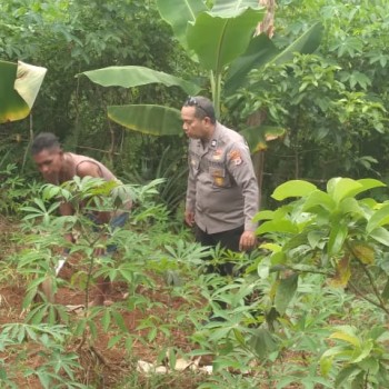 Bhabinkamtibmas Monitoring Kampung Tangguh Nusantara "Sagu" di Dusun Siwang, Kecamatan Nusaniwe