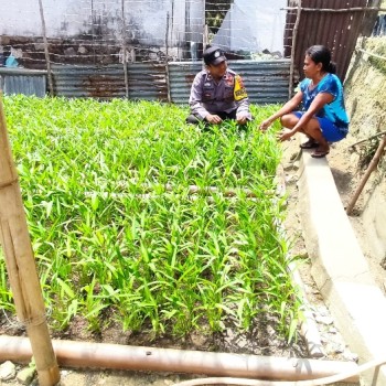 Bhabinkamtibmas Negeri Ema memonitoring Kampung Tangguh Nusantara "Sagu" di Negeri Ema: Upaya Ketahanan Pangan Mandiri