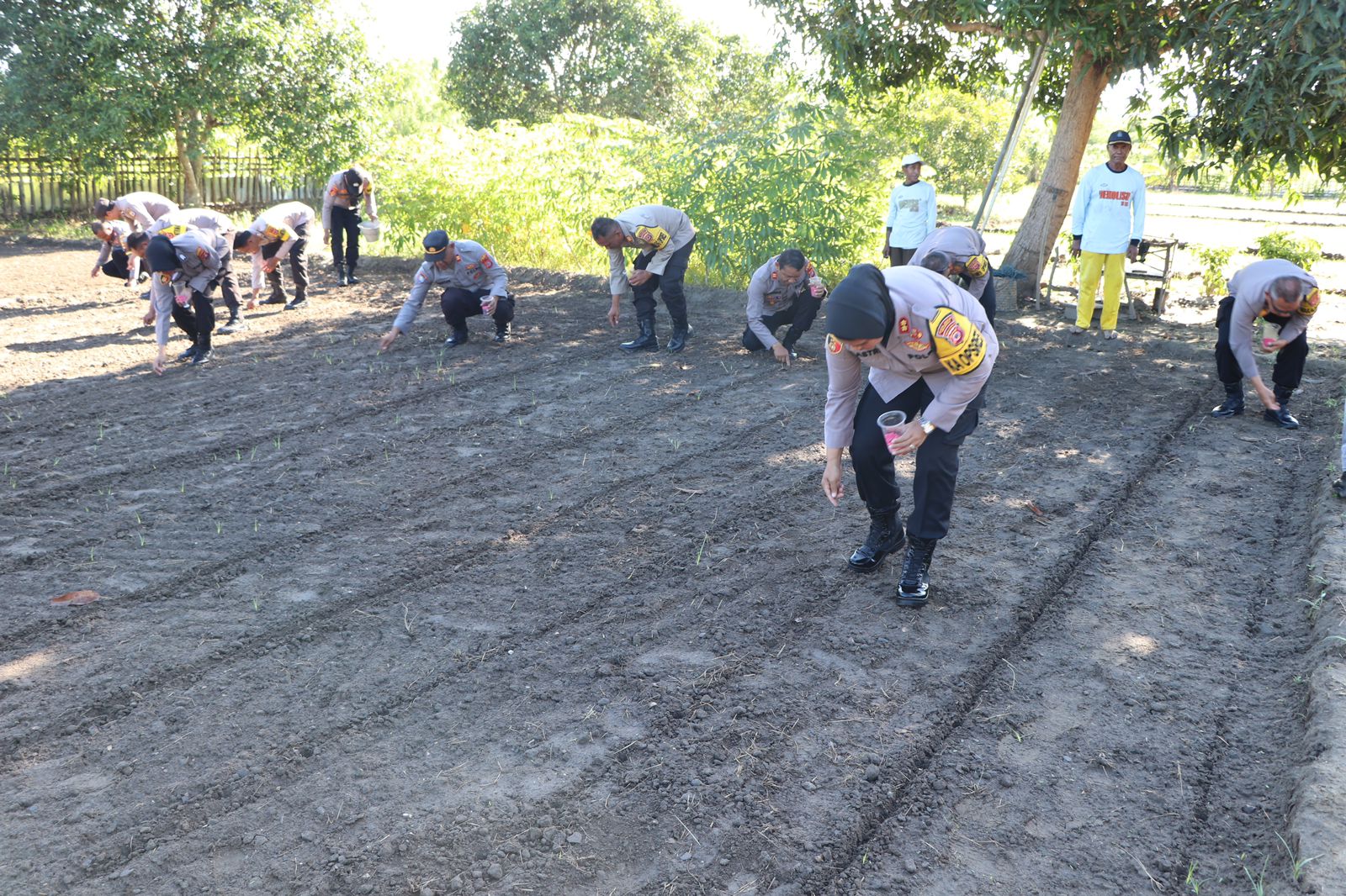 Kapolres Buru AKBP Sulastri Sukidjang S.H.S.I.K.M.M Menanam 30.000 Bibit Jagung Pulut Varietas Kumala didesa Waeperang