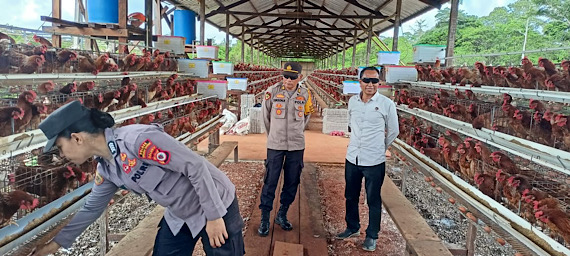 Sangat inspiratif, Kasat Intel Polres Kepulauan Tanimbar dukung ketahanan pangan lewat ternak Ayam petelur