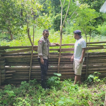 Bhabinkamtbimas Monitoring Program Ketahanan Pangan Kampung Tangguh Nusantara “Sagu” di Negeri Mamala, Dukung Perekonomian Warga