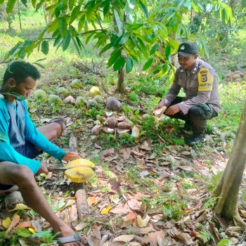 Kunjungan Bhabinkamtibmas Negeri Haruku dalam Program Kampung Tangguh Nusantara “Sagu” untuk Ketahanan Pangan dan Kamtibmas