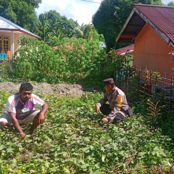 BHABINKAMTIBMAS NEGERI BOOI DUKUNG KETAHANAN PANGAN MELALUI PROGRAM "SAGU"