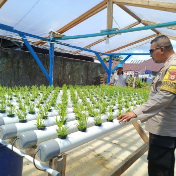 Bhabinkamtibmas Negeri Siri Sori Islam Dukung Pemberdayaan Pekarangan Pangan Melalui Kunjungan ke Kebun Hidroponik