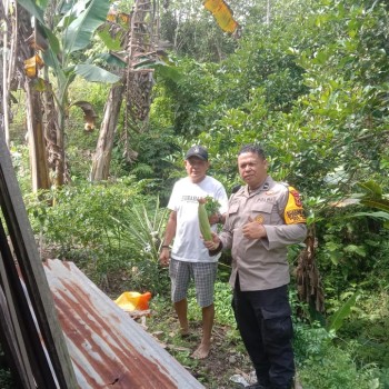 Bhabinkamtibmas Negeri Lama Laksanakan DDS dan Sambang ke Kebun Ketahanan Pangan
