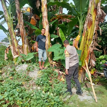 Bhabinkamtibmas Polsek Leihitu Dorong Kemandirian Pangan di Kampung Tangguh Nusantara 