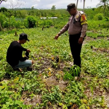 Bhabinkamtibmas Negeri Hulaliu Dukung Ketahanan Pangan melalui Kampung Tangguh Nusantara 