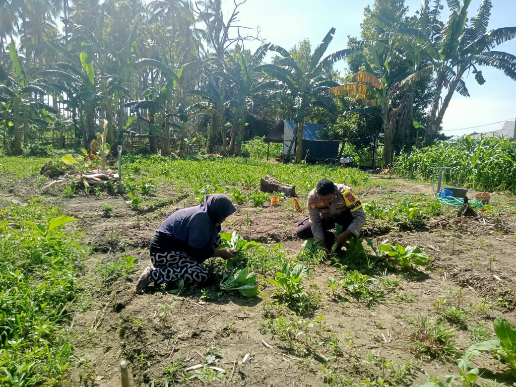 Babinkamtibmas Polsek Namrole Laksanakan Pendampingan Kepada Warga Saat Panen Sayur Sawi.