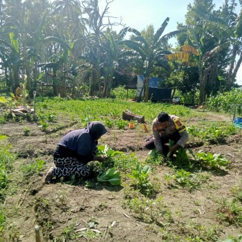 Babinkamtibmas Polsek Namrole Laksanakan Pendampingan Kepada Warga Saat Panen Sayur Sawi.