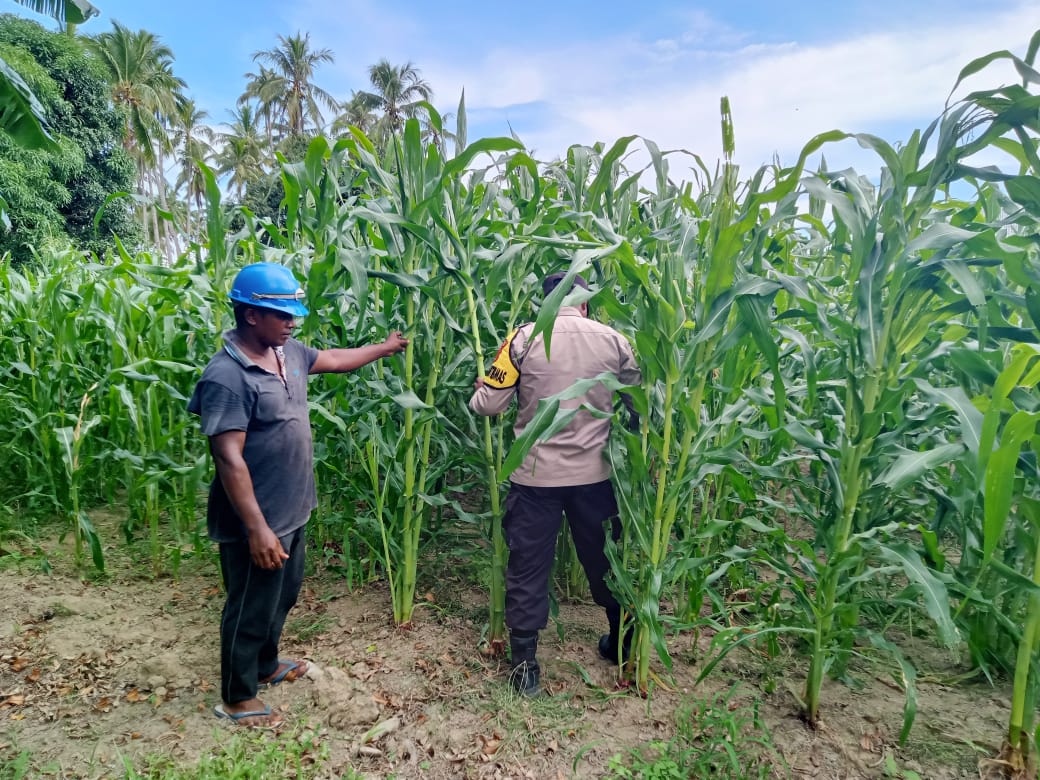 Bhabinkamtibmas Polsek Namrole Lakukan Pengecekan Lahan Tanaman Jagung