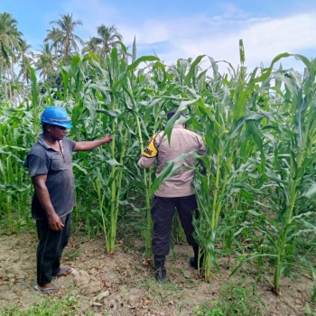 Bhabinkamtibmas Polsek Namrole Lakukan Pengecekan Lahan Tanaman Jagung