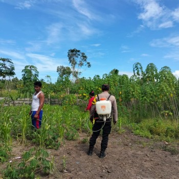 Sukseskan Program Asta Cita Pemerintah, Bhabinkamtibmas Polsek Kepala Madan Beri Pendampingan Kepada Petani Jagung dan Singkong