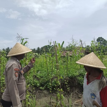 Dukungan Program Ketahanan Pangan Nasional Bhabinkamtibmas Polsek Waesama Ajak Warga Manfatkan Lahan Pekarangan