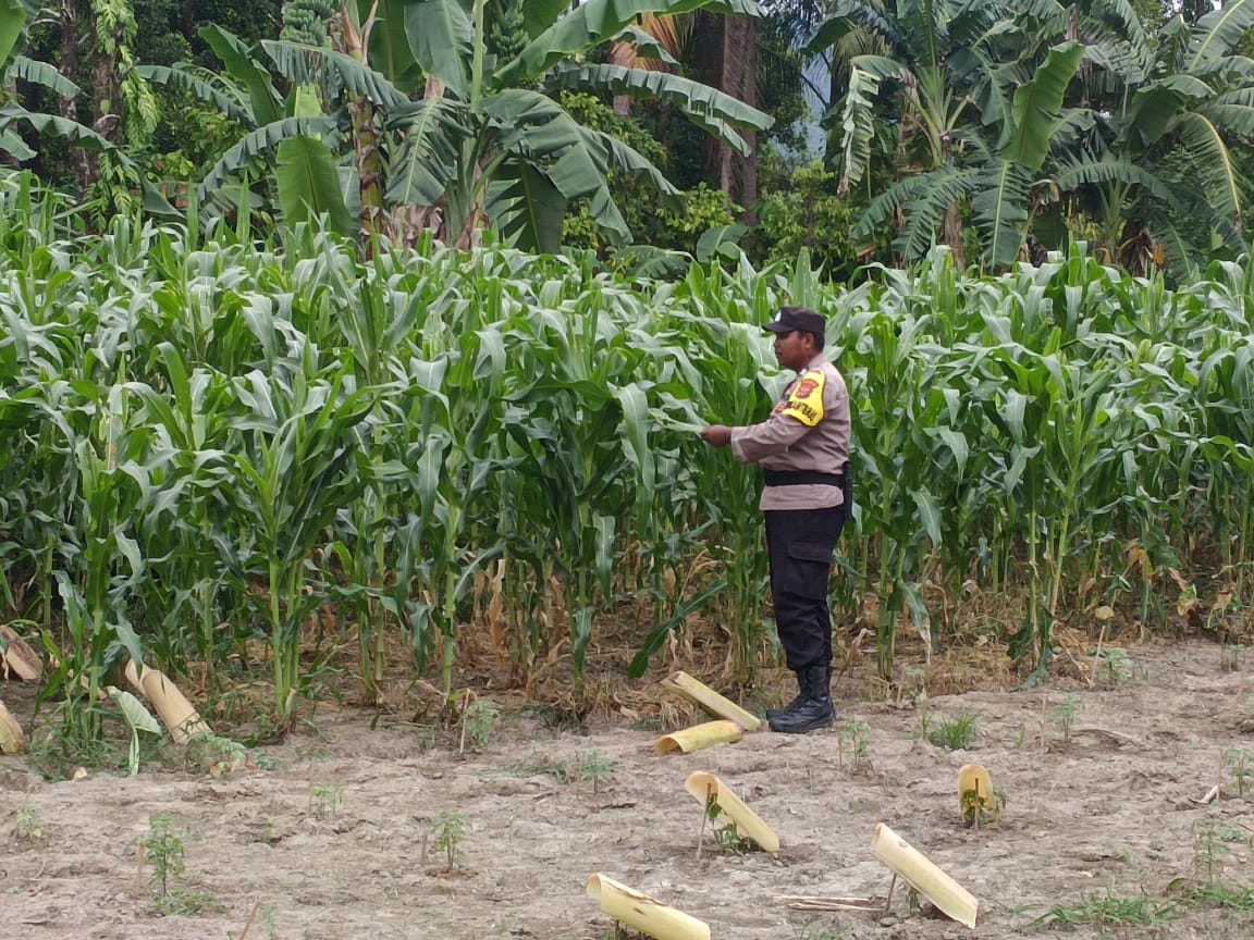 Dukung Ketahanan Pangan Nasional, Bhabinkamtibmas Polsek Namrole Pantau Perkembangan Tanaman Jagung Milik Warga