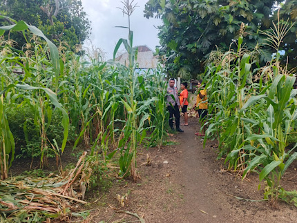 Tingkatkan Ketahanan Pangan, Bhabinkamtibmas Latdalam sambangi Petani Jagung