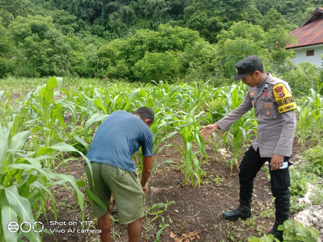 Bhabinkamtibmas Briptu Aldy Mosse Ajak Warga Desa Romkisar Dukung Ketahanan Pangan