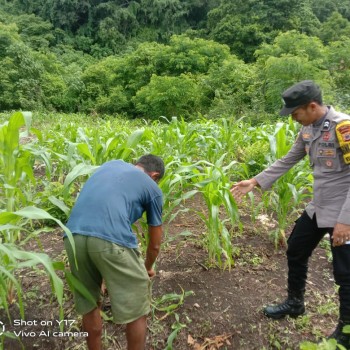 Bhabinkamtibmas Briptu Aldy Mosse Ajak Warga Desa Romkisar Dukung Ketahanan Pangan