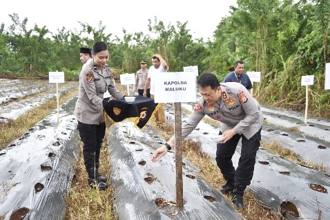 Penanaman Jagung Satu Juta Hektar, Kapolda: Polda Maluku Siap Dukung Program Astacita Presiden