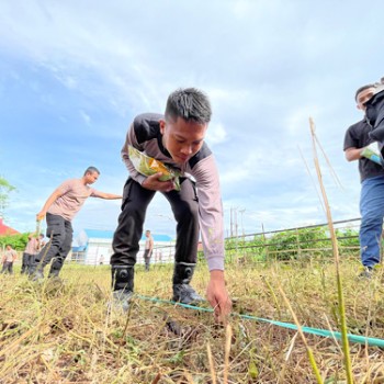 Manfaatkan lahan kosong, Polres Kepulauan Tanimbar lakukan penanaman bibit jagung