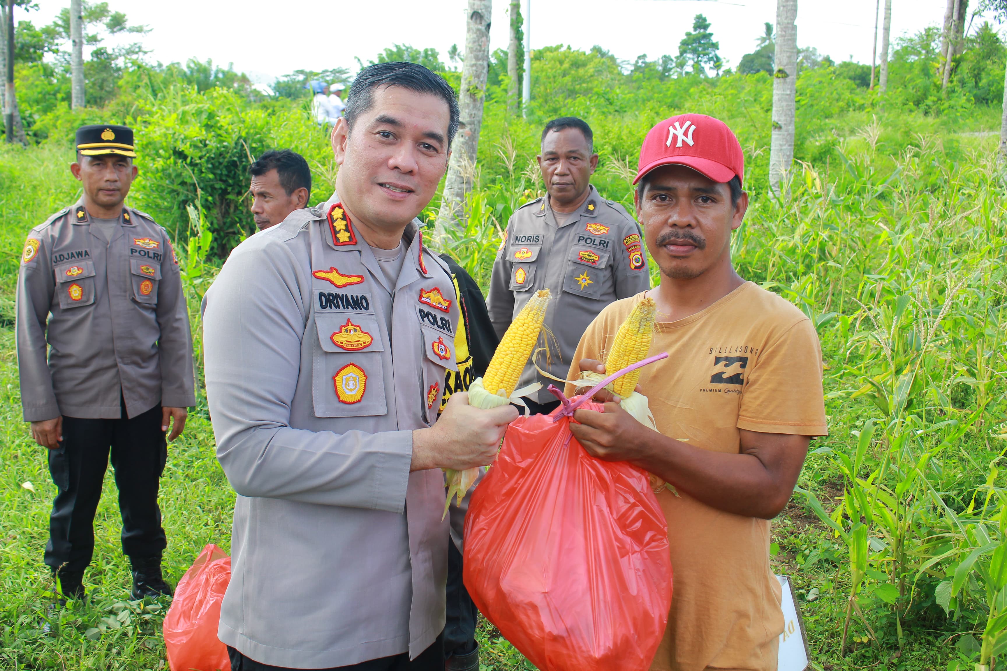 Polresta Ambon Panen Raya Jagung Bonanza di Dusun Hulung, Dukung Ketahanan Pangan Nasional