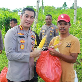 Polresta Ambon Panen Raya Jagung Bonanza di Dusun Hulung, Dukung Ketahanan Pangan Nasional