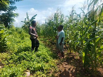 Aktif sambangi Petani jagung, Bhabinkamtibmas Latdalam tingkatkan Ketahanan Pangan