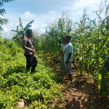 Aktif sambangi Petani jagung, Bhabinkamtibmas Latdalam tingkatkan Ketahanan Pangan