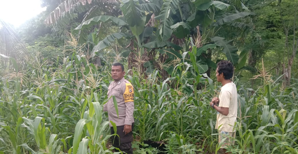 Bhabinkamtibmas Bripka Helwend himbau Warga Desa Nura Galakkan Usaha Perkebunan.