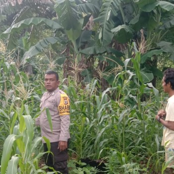 Bhabinkamtibmas Bripka Helwend himbau Warga Desa Nura Galakkan Usaha Perkebunan.