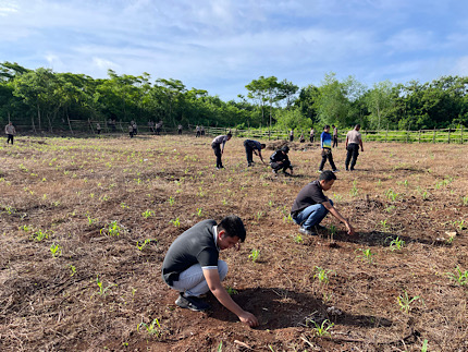 Polres Kepulauan Tanimbar lakukan perawatan kebun jagung, perkuat Ketahanan Pangan