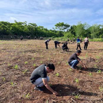 Polres Kepulauan Tanimbar lakukan perawatan kebun jagung, perkuat Ketahanan Pangan