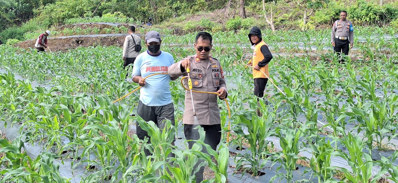 Polsek Leihitu Dukung Ketahanan Pangan Nasional Lewat Perawatan Lahan Jagung di Dusun Telaga Kodok
