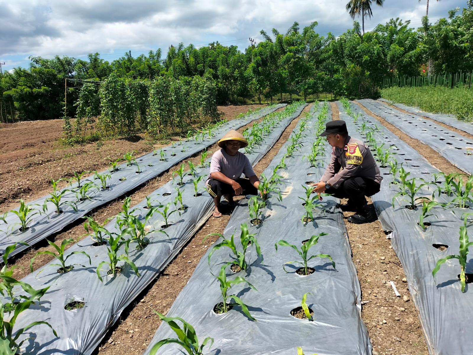 Bhabinkamtibmas Negeri Laha Sambangi Salah Satu Kampung Tangguh Nusantara “Sagu” untuk Dorong Ketahanan Pangan