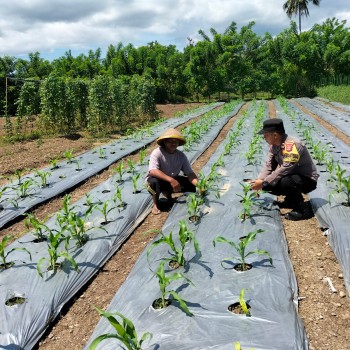 Bhabinkamtibmas Negeri Laha Sambangi Salah Satu Kampung Tangguh Nusantara “Sagu” untuk Dorong Ketahanan Pangan