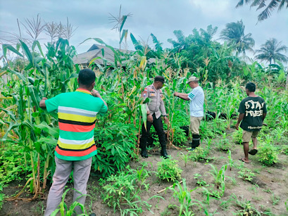 Hadiri panen jagung hasil kerja sama, Bhabinkamtibmas Romean dukung Ketahanan Pangan Nasional