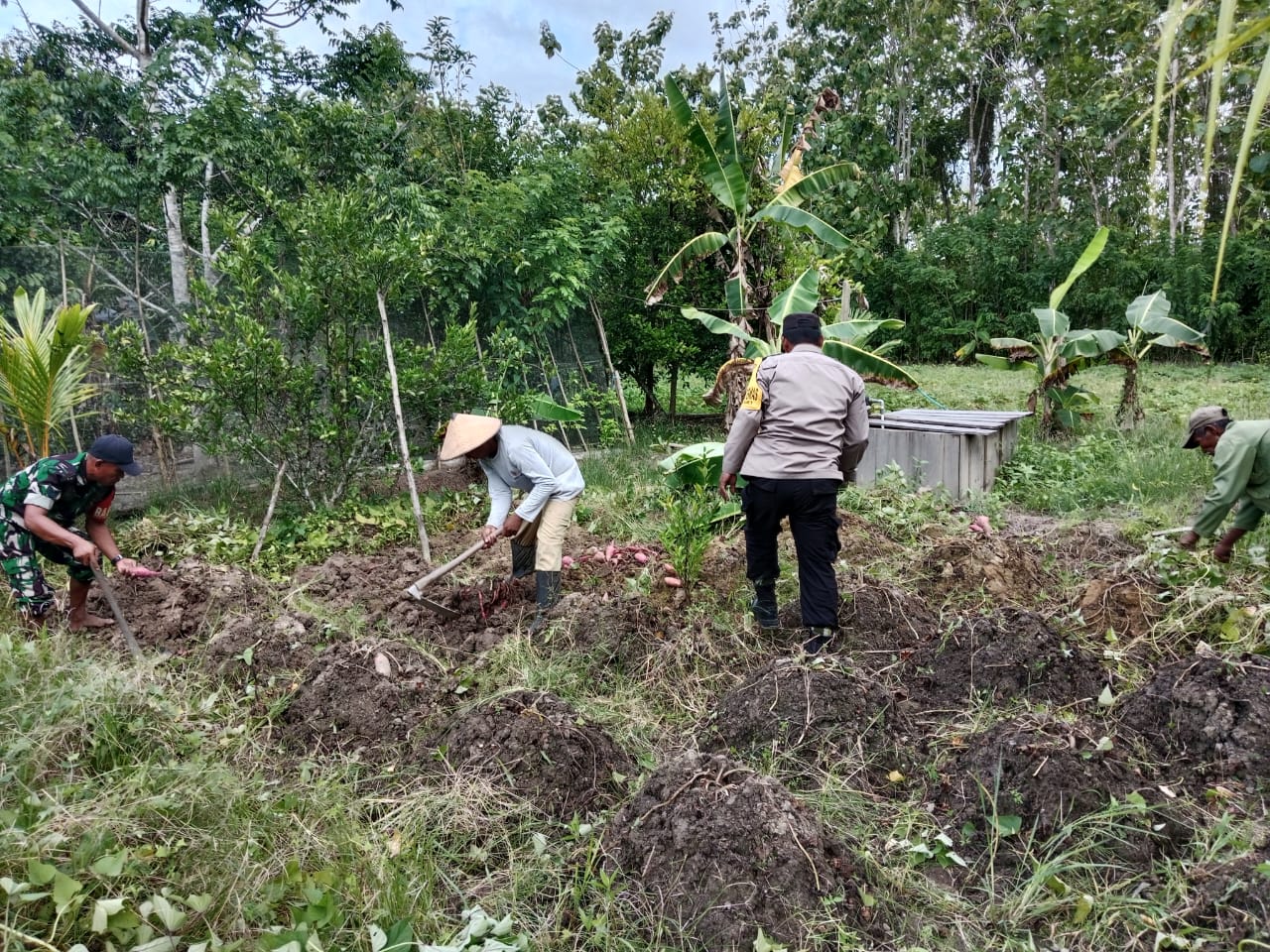 Dukung Ketahanan Pangan, Bhabinkamtibmas Waisamet Laksanakan Penanaman Bersama Warga Binaan