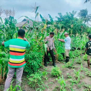 Hadiri panen jagung hasil kerja sama, Bhabinkamtibmas Romean dukung Ketahanan Pangan Nasional