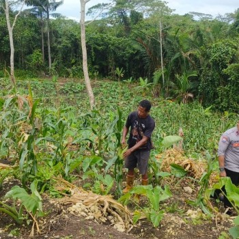 Dukung Asta Cita Bhabinkamtibmas Polsek Kei Besar AIPDA S.BATMETEN Melakukan Pemantauan Pada Lahan Kebun Jagung Warga Desa Binaan