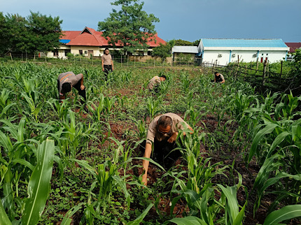 Lakukan perawatan kebun jagung, Polres Kepulauan Tanimbar aktif dukung Ketahanan Pangan