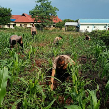 Lakukan perawatan kebun jagung, Polres Kepulauan Tanimbar aktif dukung Ketahanan Pangan