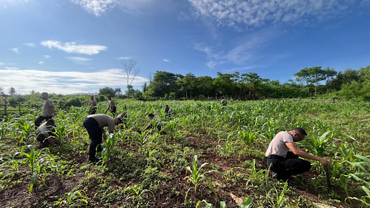 Aktif dukung Ketahanan Pangan, Polres Kepulauan Tanimbar lakukan perawatan kebun jagung