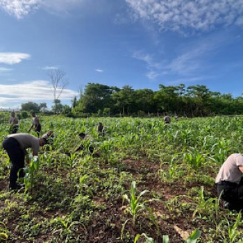 Aktif dukung Ketahanan Pangan, Polres Kepulauan Tanimbar lakukan perawatan kebun jagung